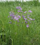 Campanula wolgensis