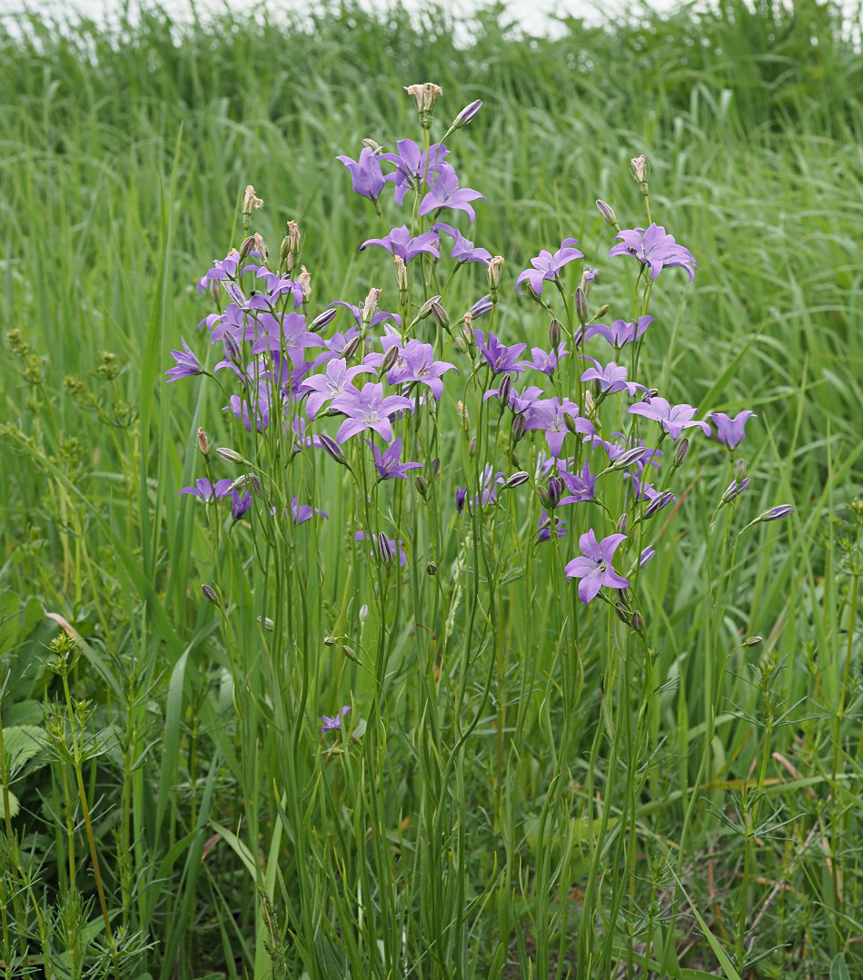 Image of Campanula wolgensis specimen.