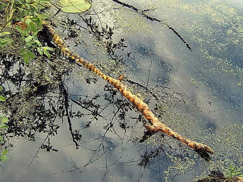 Изображение особи Nuphar lutea.