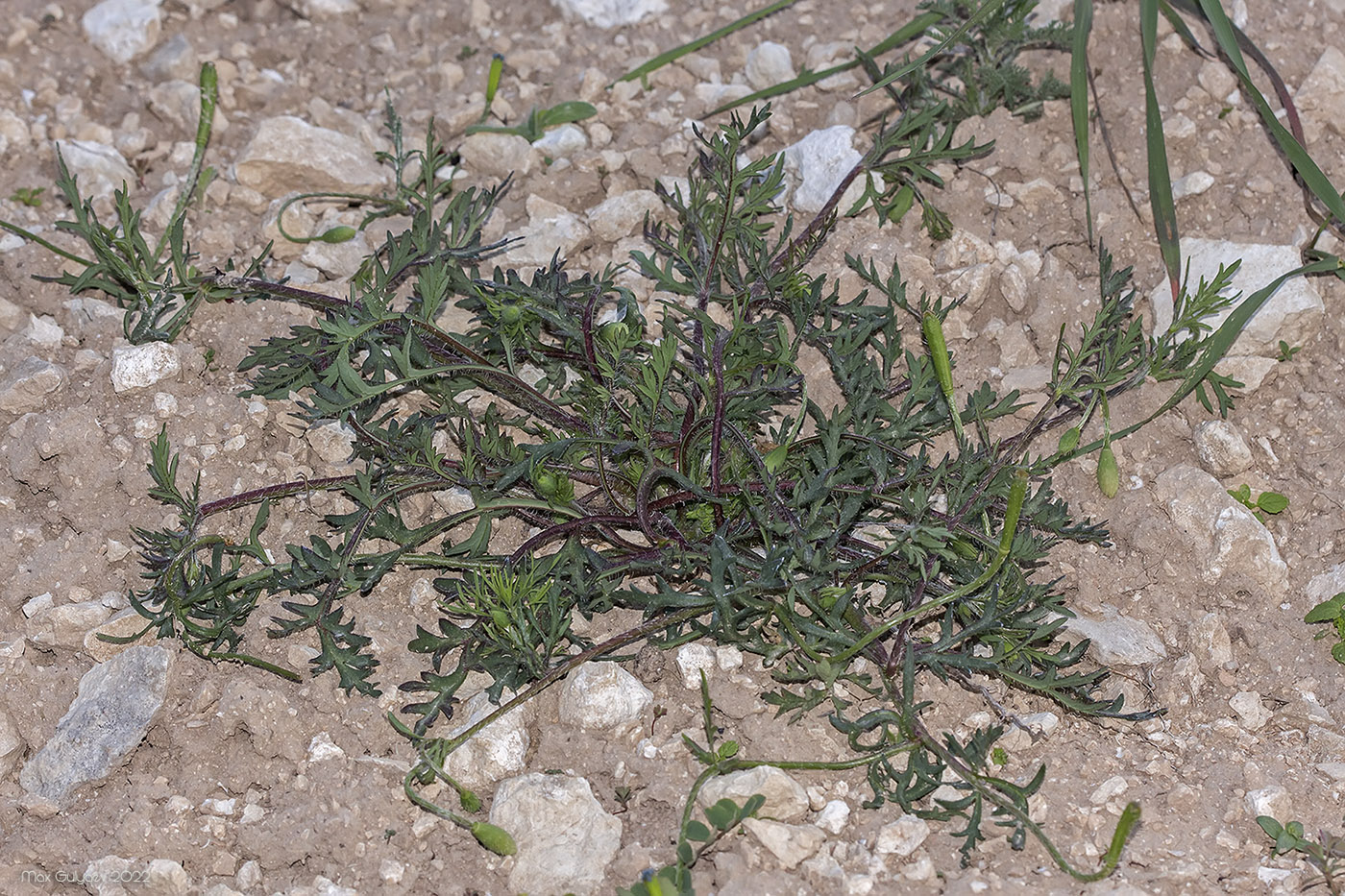 Изображение особи семейство Papaveraceae.