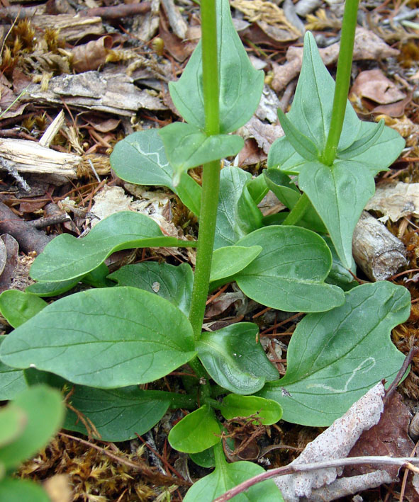 Изображение особи Valeriana capitata.