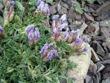 Oxytropis assiensis