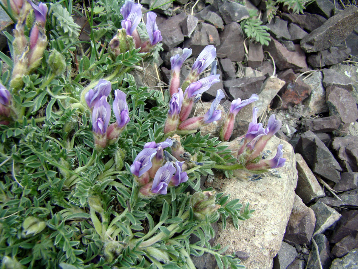 Image of Oxytropis assiensis specimen.