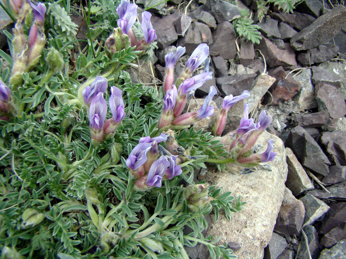 Изображение особи Oxytropis assiensis.