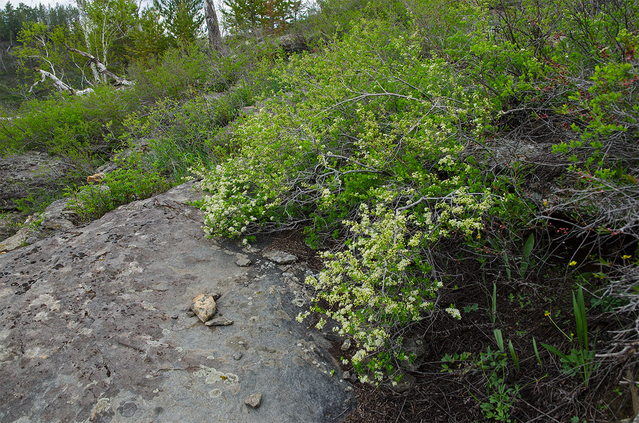 Image of genus Spiraea specimen.