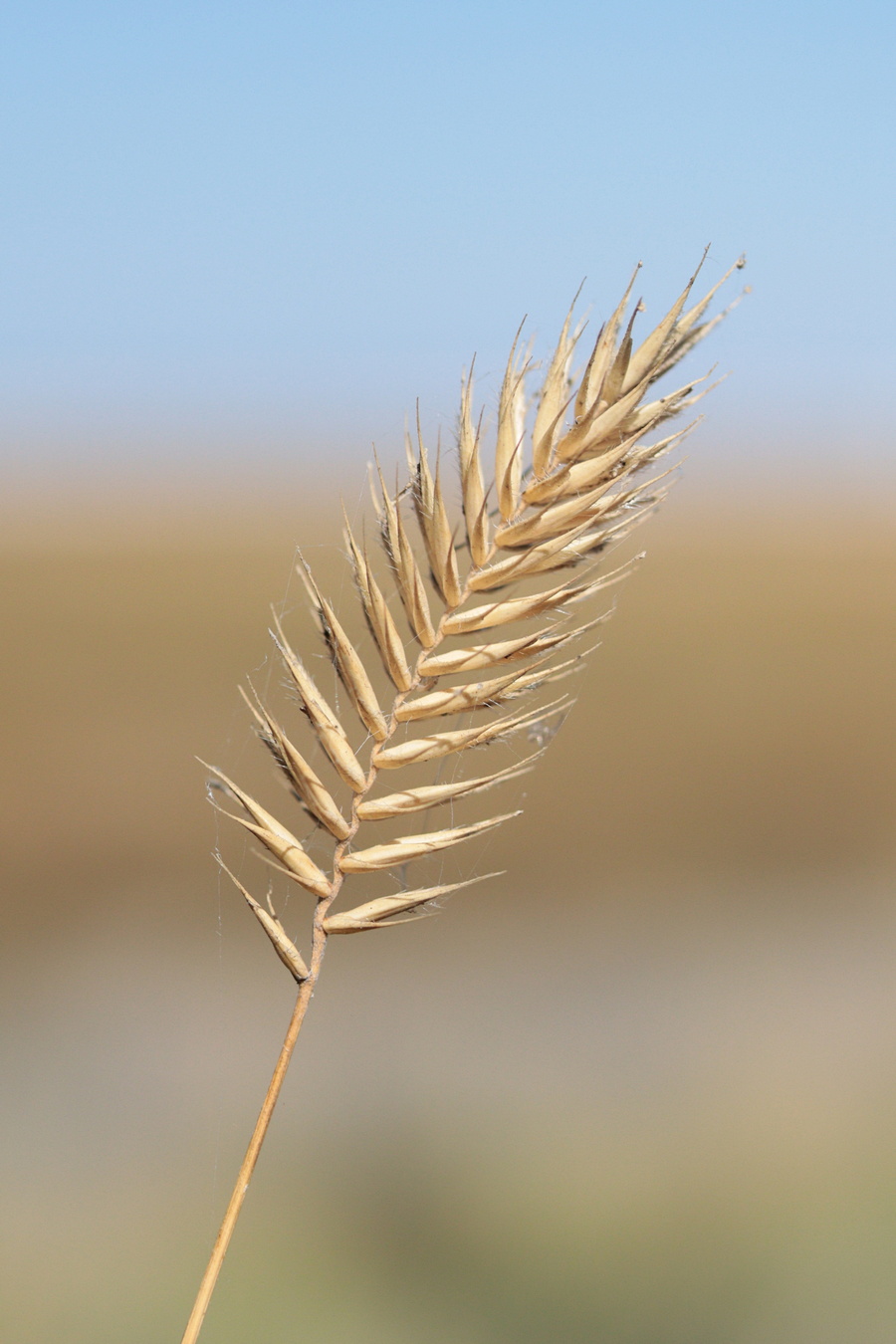 Изображение особи Agropyron dasyanthum.