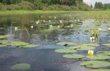 Nymphaea candida