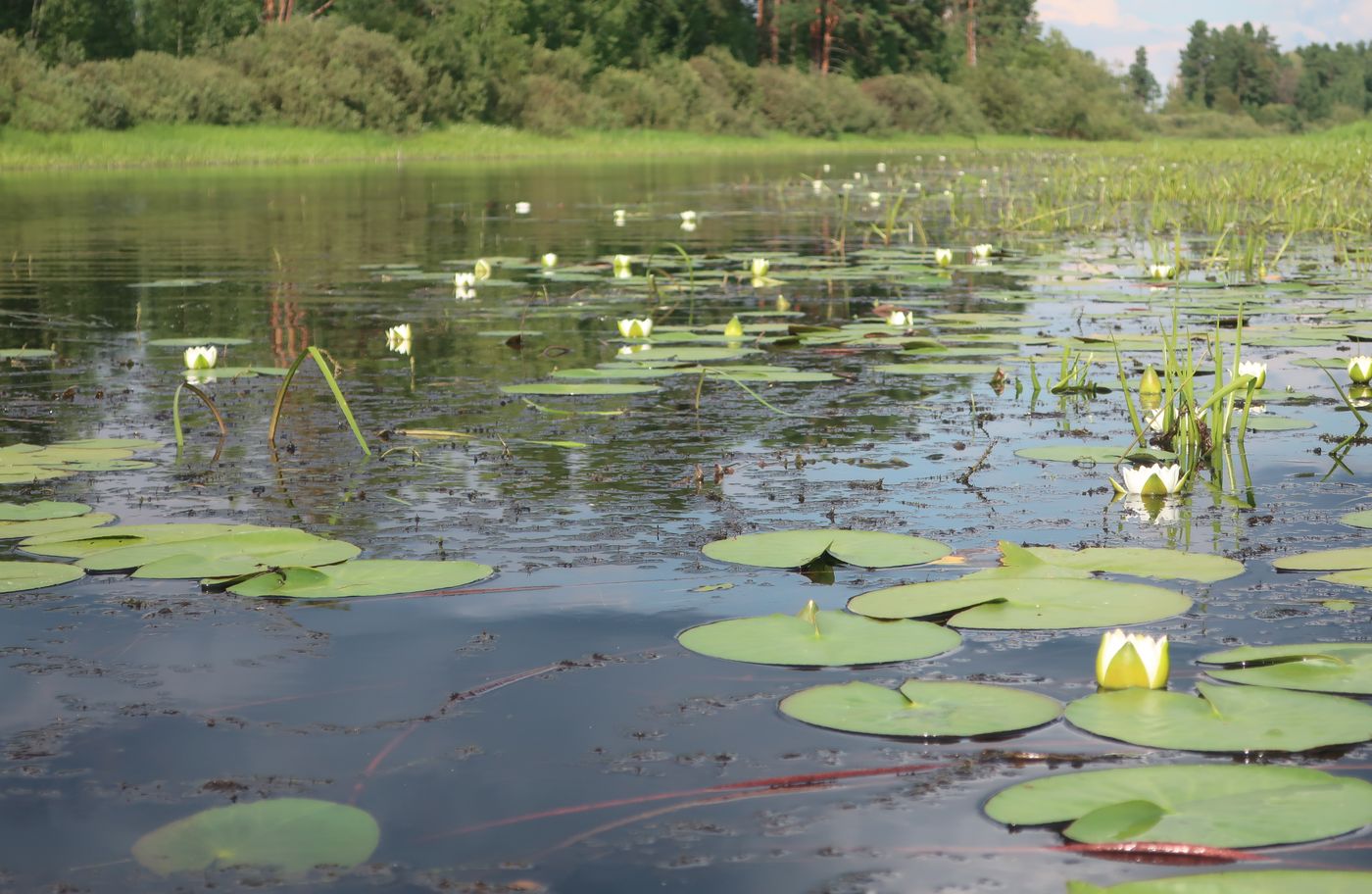 Изображение особи Nymphaea candida.