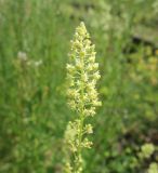 Reseda lutea