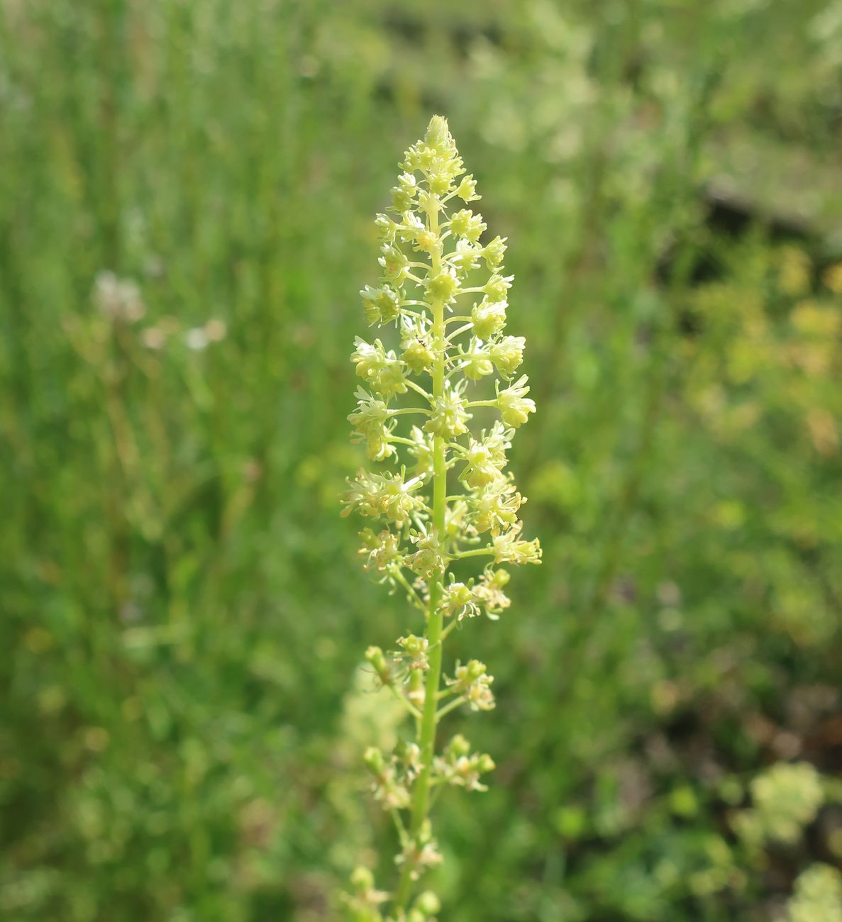 Image of Reseda lutea specimen.