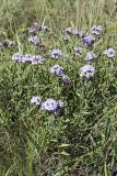 Ziziphora clinopodioides. Цветущие растения. Южный Казахстан, подножье хр. Джабаглытау к ЮВ от с. Амангельды. 28.06.2010.