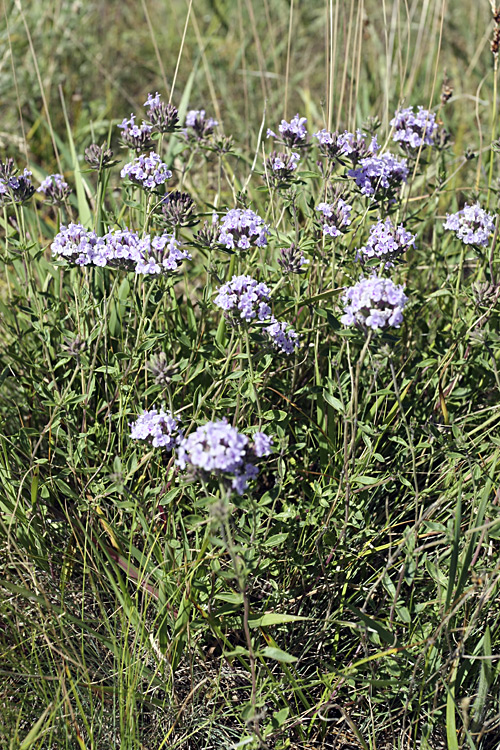 Image of Ziziphora clinopodioides specimen.