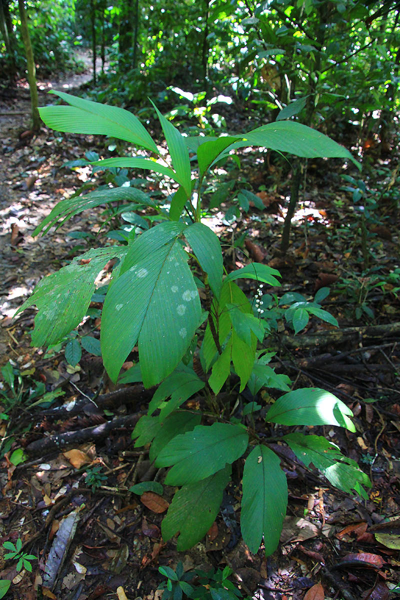 Image of genus Pinanga specimen.