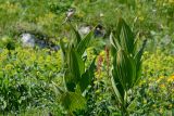 Veratrum lobelianum