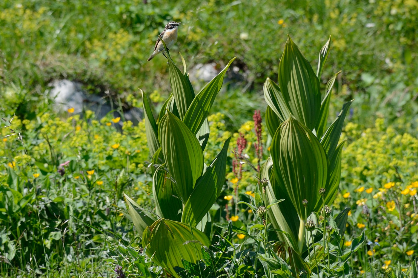 Изображение особи Veratrum lobelianum.