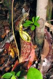 Nepenthes rafflesiana