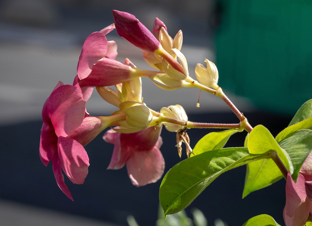 Изображение особи Allamanda blanchetii.