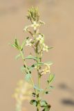Dendrostellera ammodendron