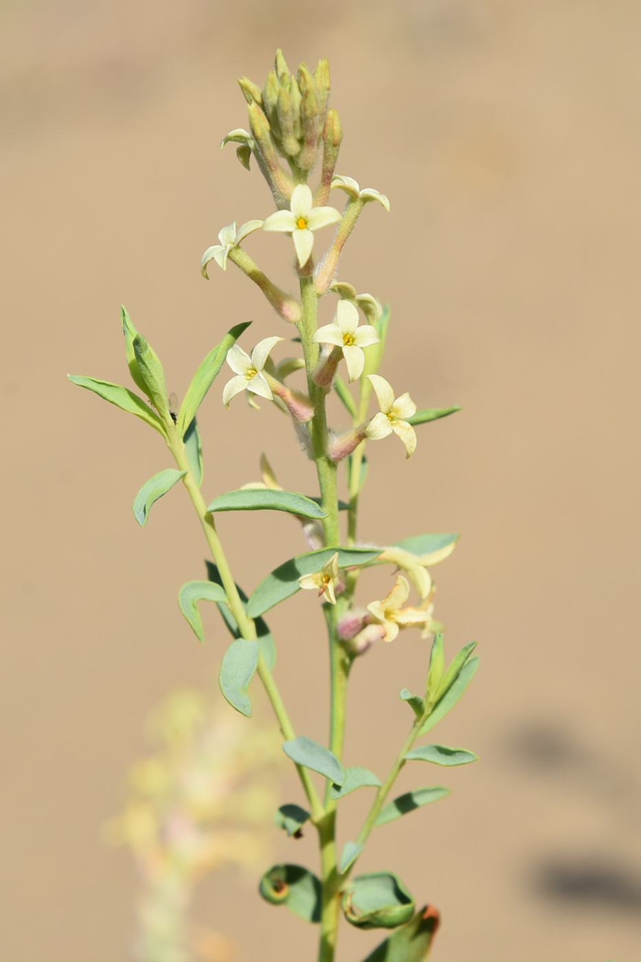 Image of Dendrostellera ammodendron specimen.