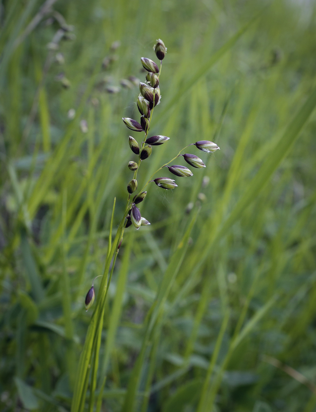 Image of Melica nutans specimen.