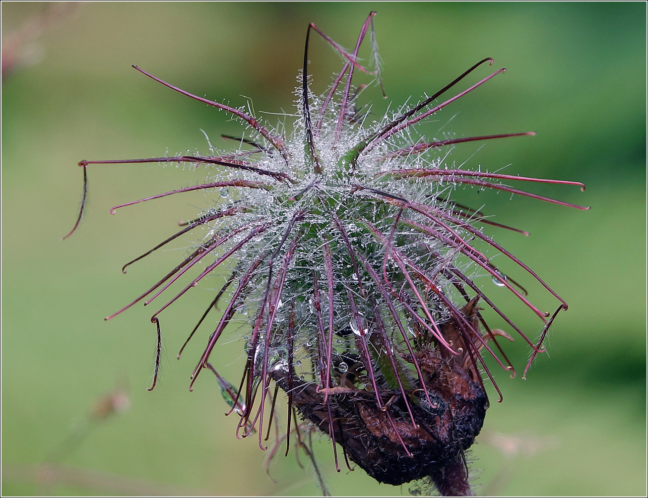 Image of Geum rivale specimen.