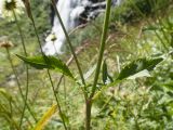 Cephalaria gigantea. Средняя часть растения с верхнестеблевыми листьями. Карачаево-Черкесия, Урупский р-н, Кавказский биосферный заповедник, Имеретинское ущелье, Большой Имеретинский водопад, ≈ 2050 м н.у.м., субальпийский луг. 30.07.2022.