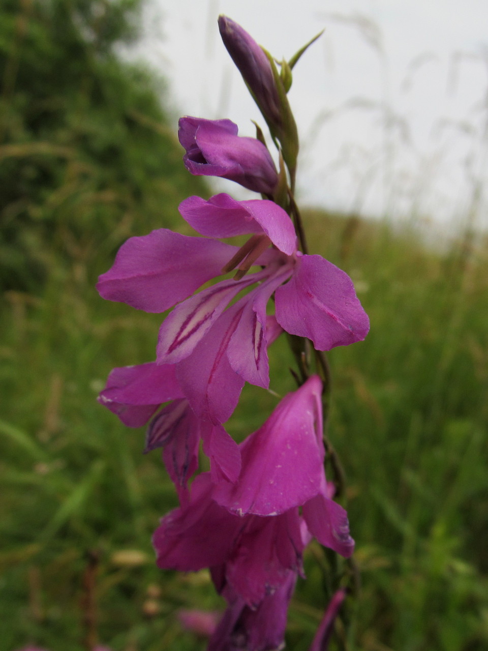 Изображение особи Gladiolus imbricatus.