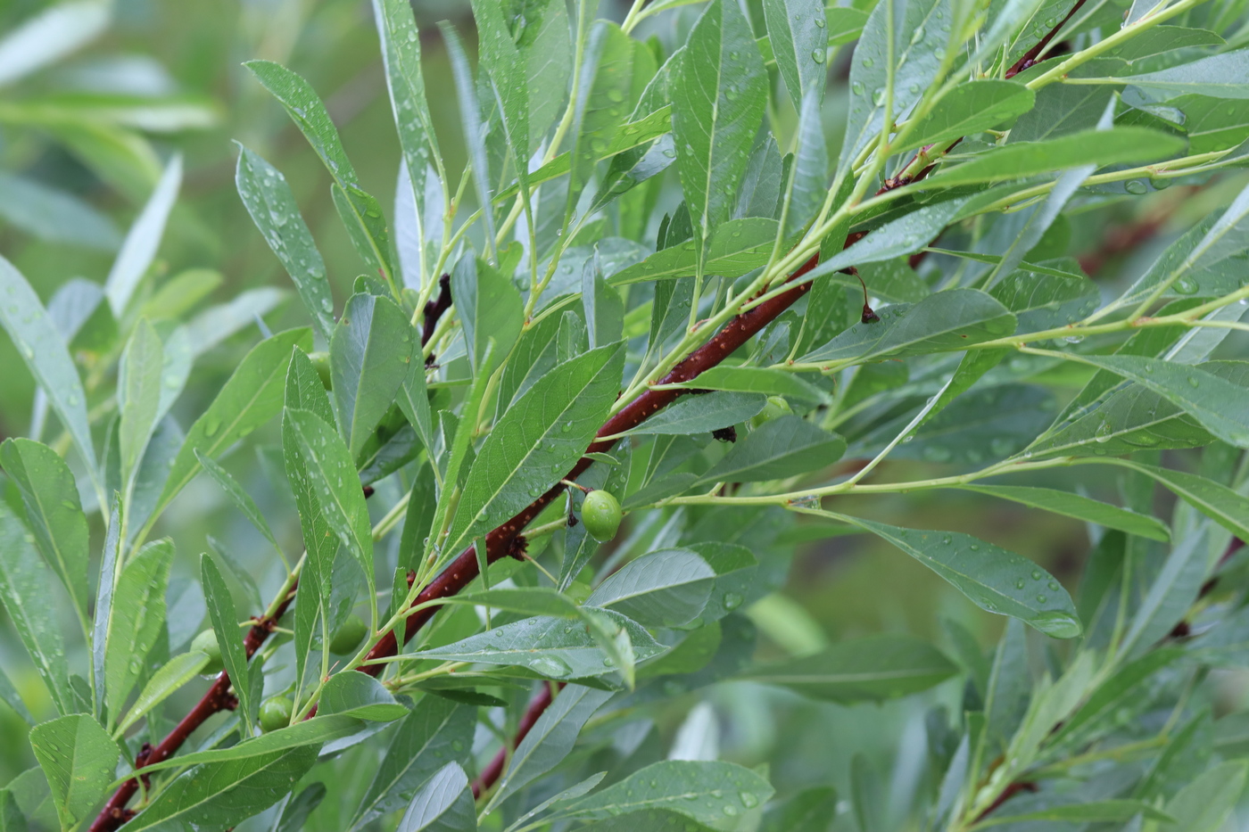 Image of Cerasus pumila specimen.