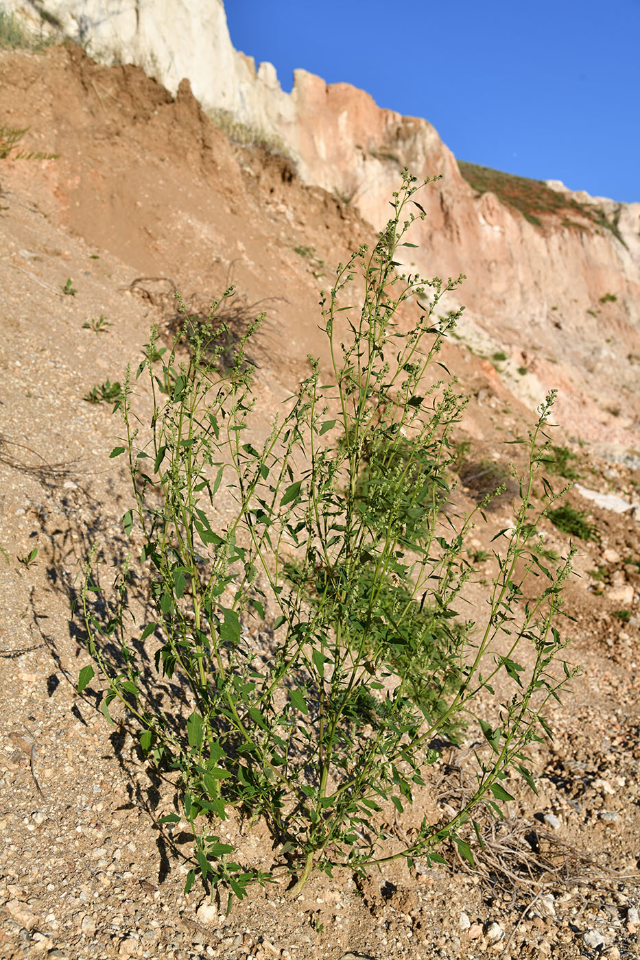 Image of genus Chenopodium specimen.