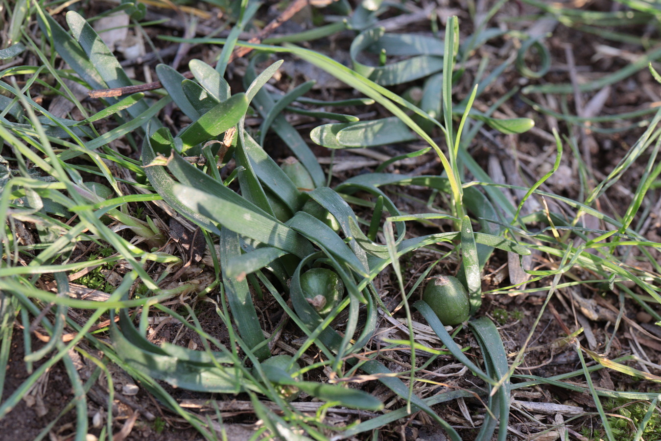 Image of Sternbergia colchiciflora specimen.