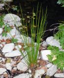 Juncus conglomeratus