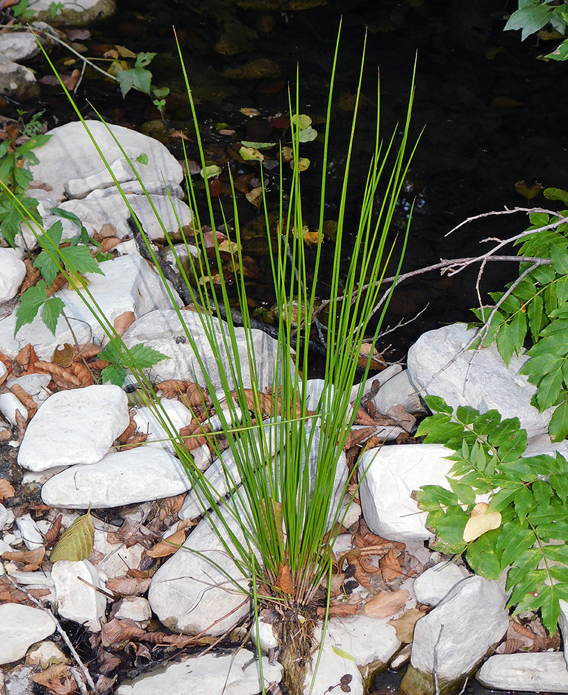 Изображение особи Juncus conglomeratus.