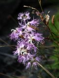 Dianthus superbus. Цветки. Мурманская обл., окр. пос. Дальние Зеленцы, Красная Скала. 02.08.2010.