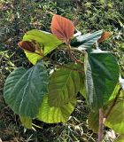 class Magnoliopsida