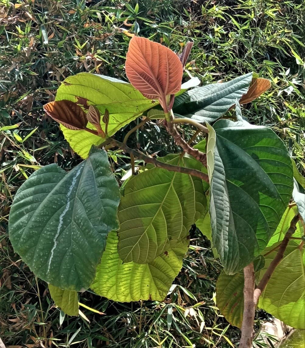 Изображение особи класс Magnoliopsida.