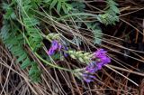 род Oxytropis