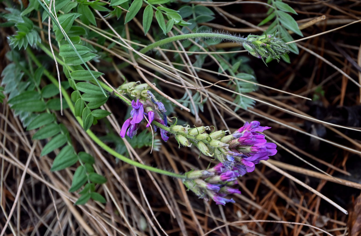 Изображение особи род Oxytropis.