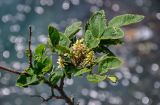 Maackia amurensis. Верхушка ветви с соцветиями. Приморье, Партизанский р-н, мыс Клыкова, обрывистая вершина каменистого склона. 30.07.2021.