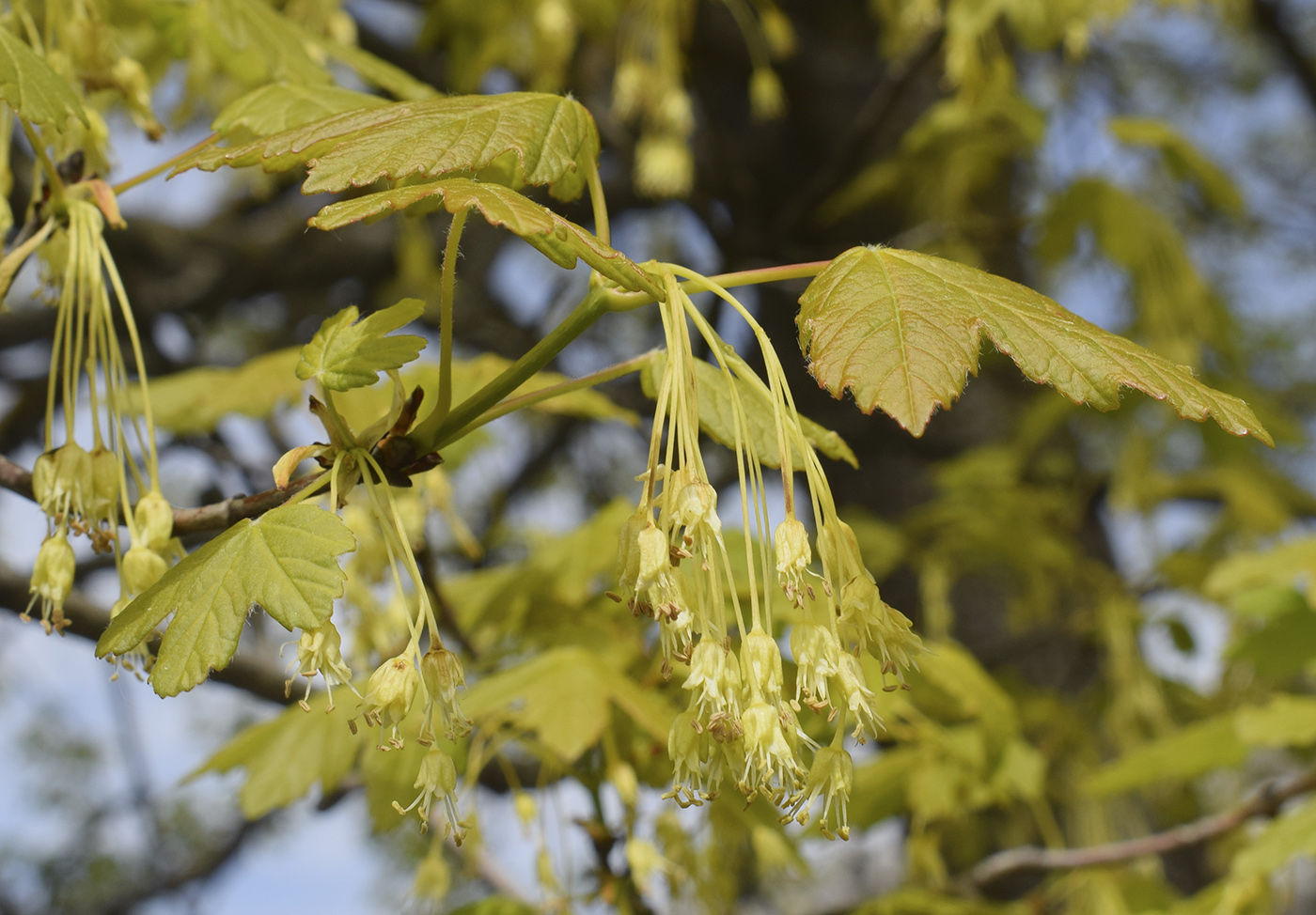 Image of Acer opalus specimen.