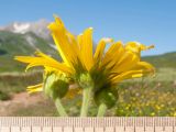 Doronicum macrophyllum