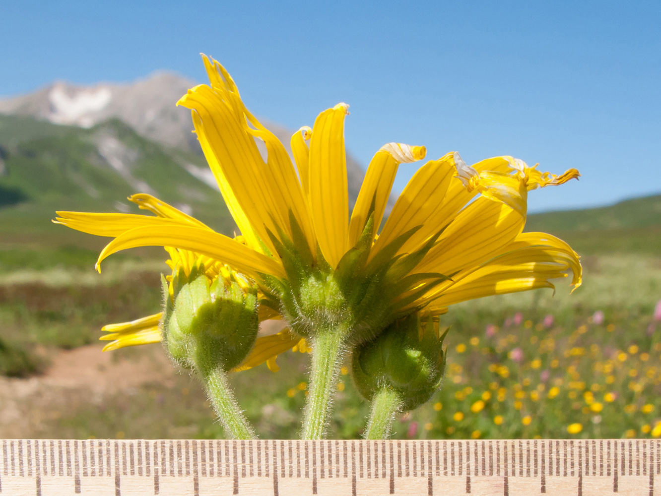 Image of Doronicum macrophyllum specimen.