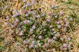 Trifolium tomentosum