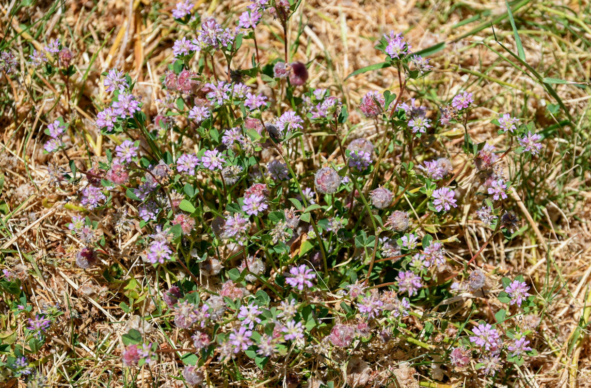Изображение особи Trifolium tomentosum.