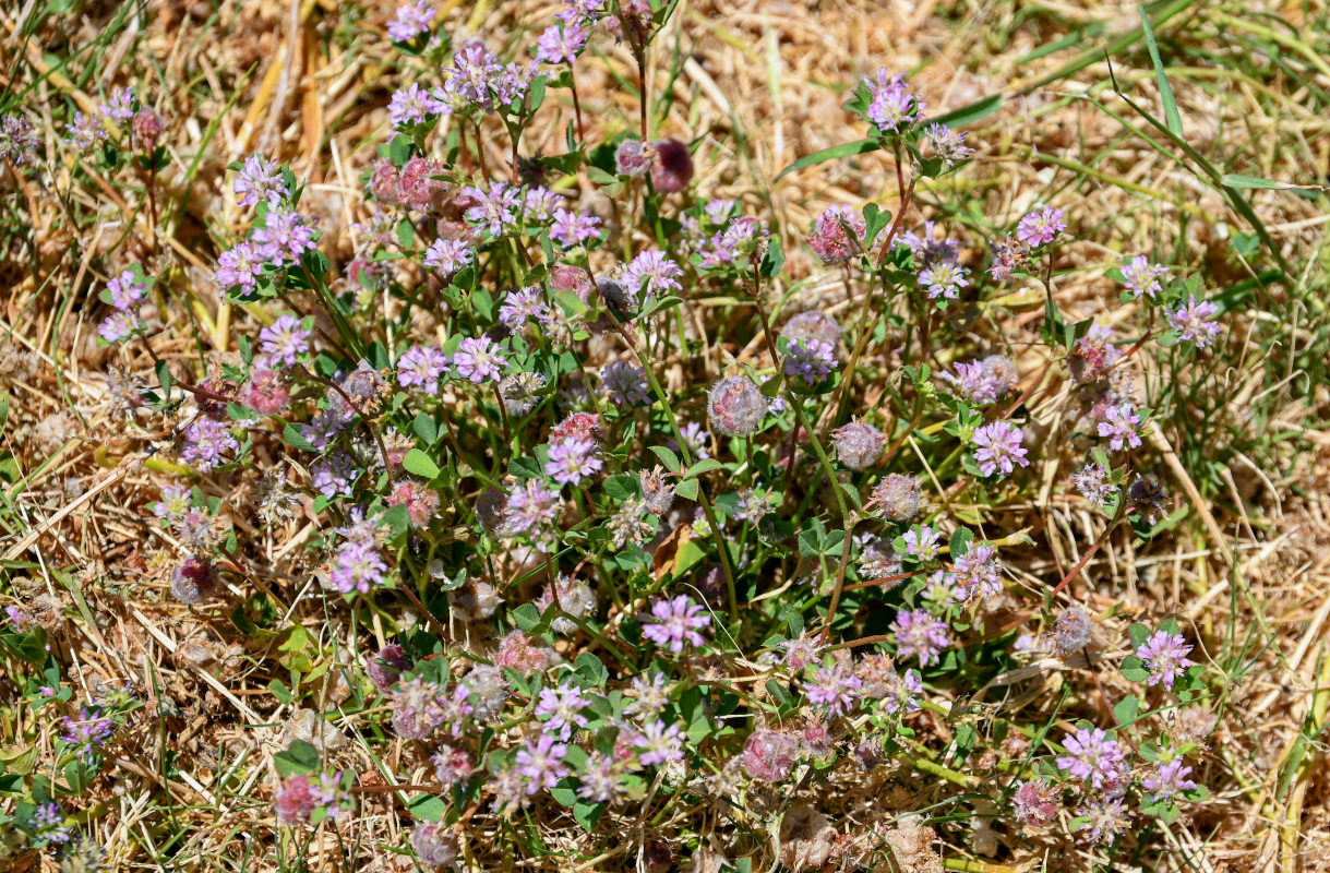 Image of Trifolium tomentosum specimen.