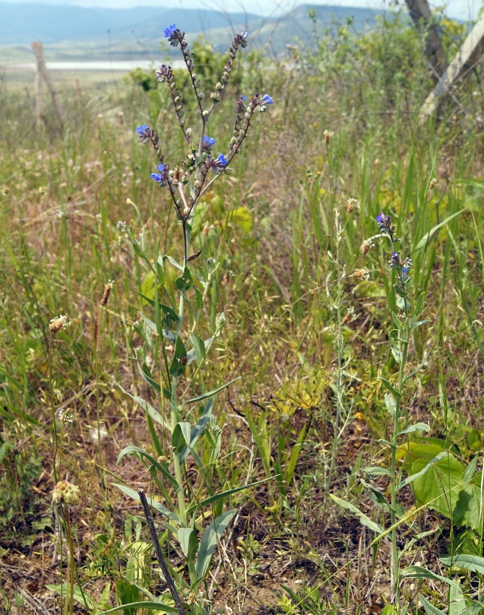 Изображение особи Anchusa leptophylla.