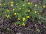 Potentilla erecta. Верхушки побегов с цветками. Карелия, Прионежский р-н, пос. Пай, опушка смешанного леса, под сосной. 10.06.2023.