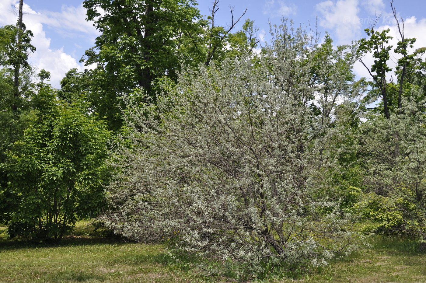 Image of Elaeagnus angustifolia specimen.