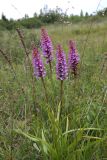 Gymnadenia densiflora