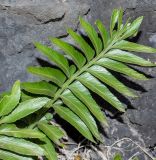 Asplenium decurrens. Стерильная вайя. Чили, обл. Valparaiso, провинция Isla de Pascua, северо-восточная часть острова, окр. бухты Ovahe. 13.03.2023.