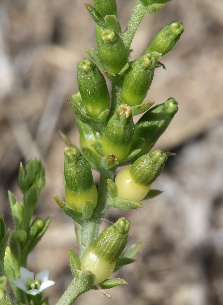 Image of genus Thesium specimen.